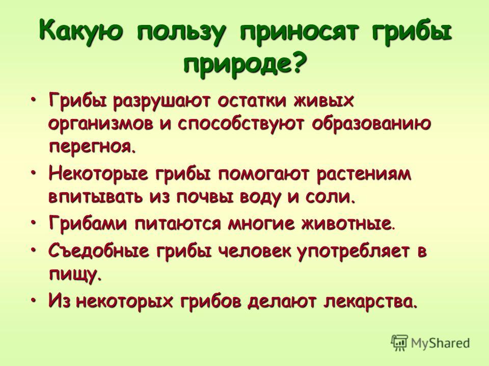 Какую пользу приносит. Какую пользу приносят грибы. Какую пользу приносит растение грибу.