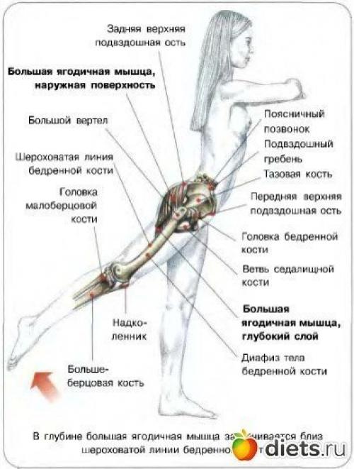 Большая ягодичная мышца фото