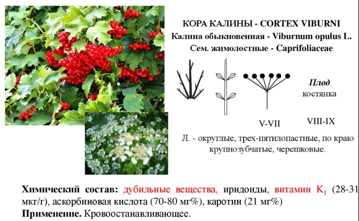 Польза калины для организма. Рецепты применения для женщин, мужчин и детей