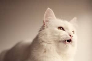 image of a white feline