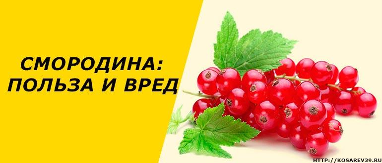 Польза калины