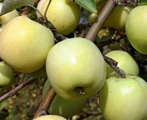 Яблоки сорта Антоновка на ветке