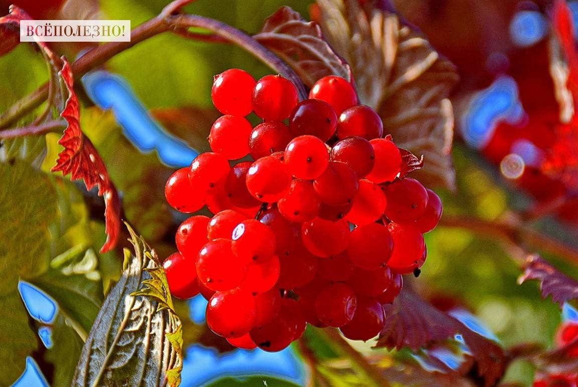 Чем полезна калина и как ее употреблять?